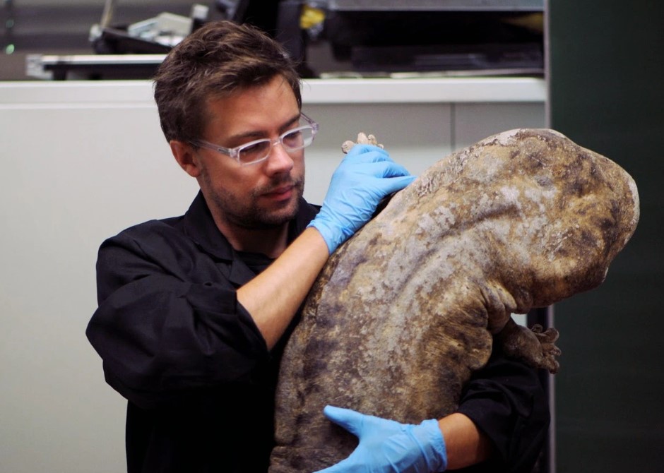 Andrias davidianus: Loài kỳ nhông khổng lồ, có kích thước bằng một người phụ nữ trưởng thành