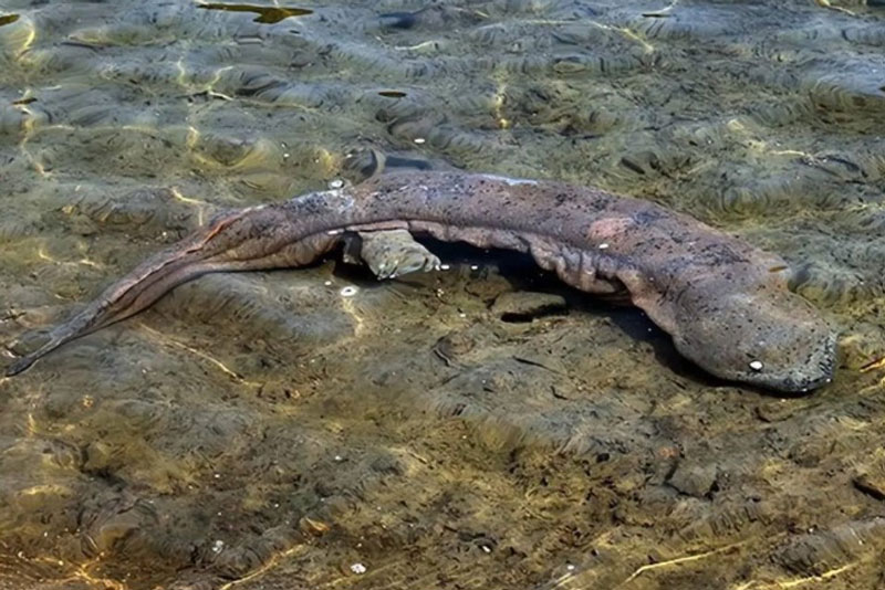 Kỳ giông khổng lồ nguyên bản của Trung Quốc sắp tuyệt chủng tại sao lại xuất hiện ở Nhật Bản?