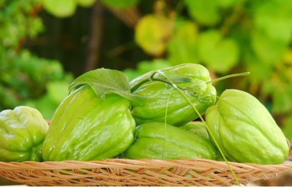 Không nên ăn quá nhiều quả su su kẻo hại cho sức khỏe