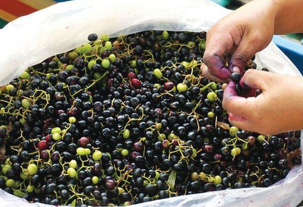 Loại quả xưa rụng đầy không ai bán, giờ thành đặc sản có hương vị lạ dân thành phố "săn lùng", 70.000 đồng/kg