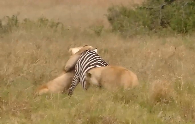 Những sự thật thú vị ít ai biết về sư tử