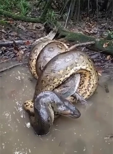 Một con trăn Anaconda khổng lồ được phát hiện đang bóp chết một con cá sấu bằng cách quấn mình quanh nó, khiến cá sấu dường như bất lực rên rỉ vì đau đớn. Nó cố gắng vẫy đuôi với hy vọng thoát ra nhưng vô ích.