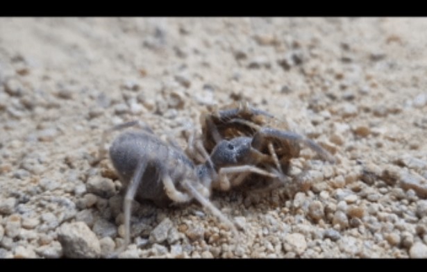 Clip: Bọ cạp gió lao vào ăn thua với rết độc, trận chiến sinh tử có kết quả ra sao?