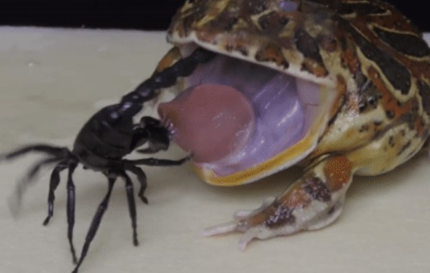 Clip: Bọ cạp hoàng đế bị mất 1 càng vẫn liên tục chích vào miệng và mắt kẻ thù, cái kết bất ngờ!