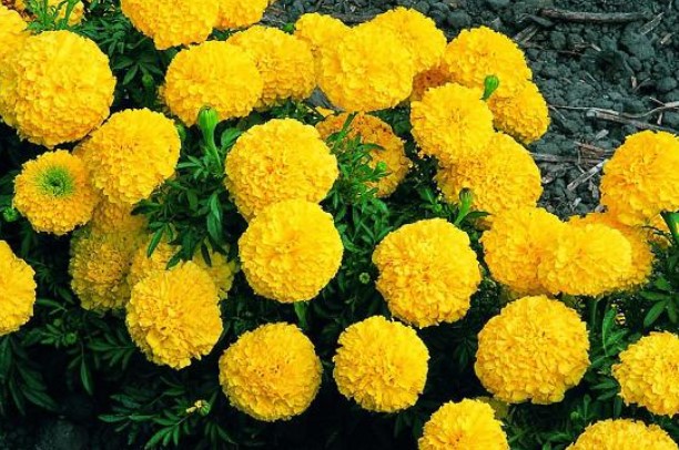 8 loại cây cảnh có tác dụng đuổi muỗi cực tốt, trong nhà nên có một chậu