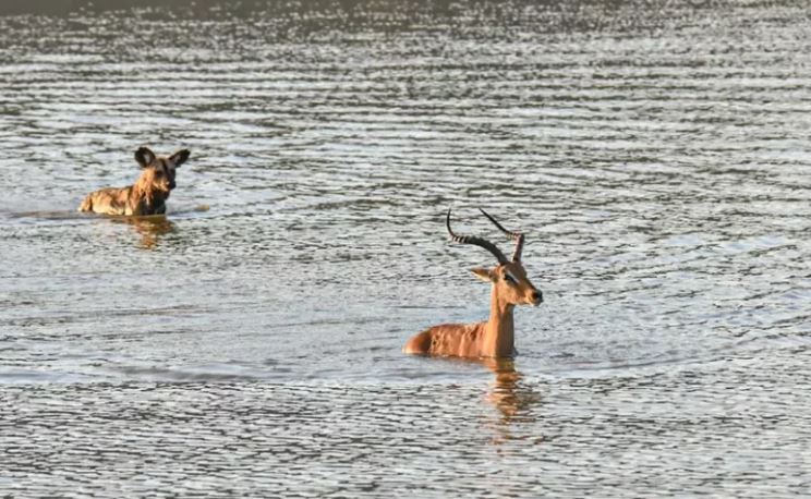 Lý do chó hoang là loài động vật săn mồi có tỷ lệ thành công cao nhất
