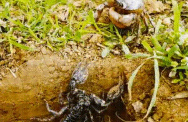 Clip: Đánh gãy chân đối thủ khiến cua bỏ chạy, bọ cạp vẫn hung hăng truy sát đến cùng