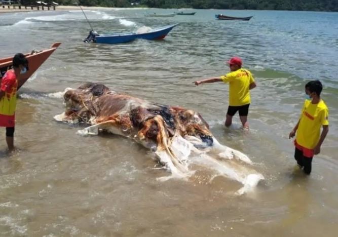 Bí ẩn xác sinh vật xuất hiện Malaysia: Bị đồn đoán là hài cốt của nàng tiên cá