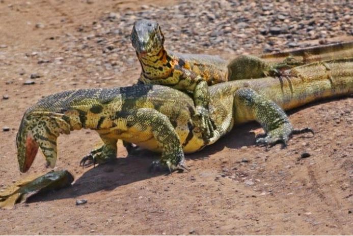 Huynh đệ động vật máu lạnh "tương tàn" vì miếng cá