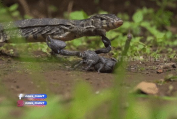 Clip: Kỳ đà định ăn thịt bọ cạp, ngờ đâu 'thở không đều' khi bị nạn nhân tiêm nọc độc