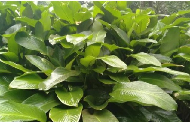 Bạn đã biết cây dong có lá dùng gói bánh chưng mọc hoa như thế nào chưa? Có người cả đời mới thấy một lần