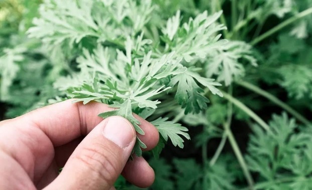 Nhà nào nhiều muỗi, lấy nắm lá này đặt vài chỗ trong phòng, tự khắc muỗi bay đi hết, yên tâm ngủ ngon