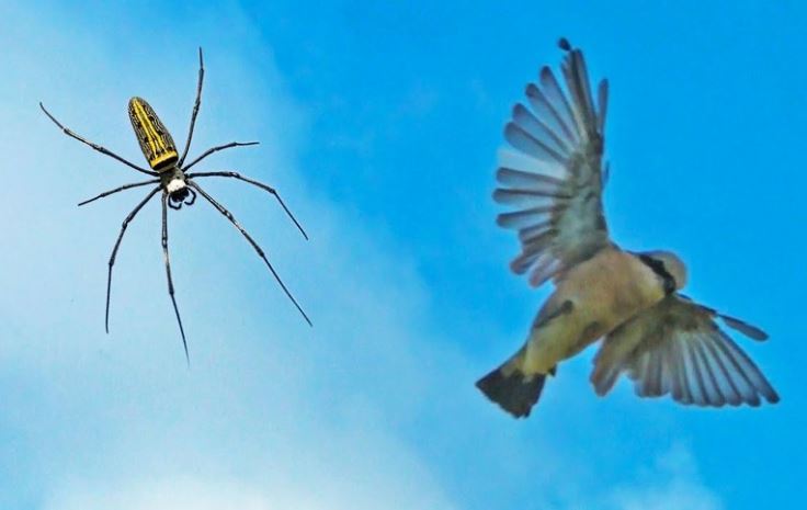 Vén màn bí ẩn tuyệt chiêu giăng "thiên la địa võng" săn đủ loài động vật của loài nhện khổng lồ Nephila