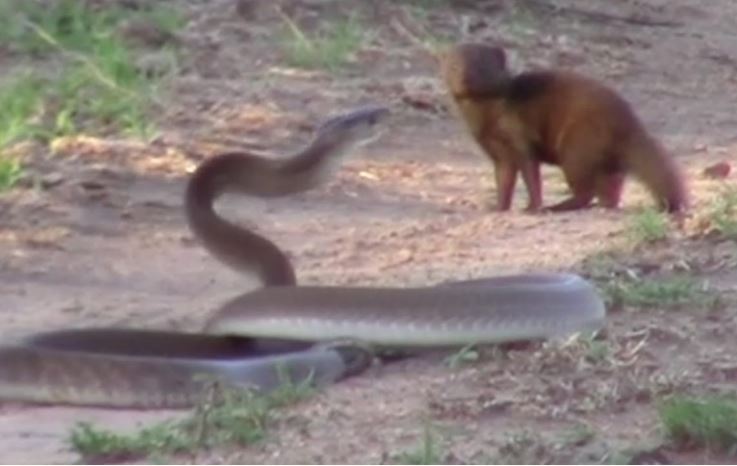 Loài động vật có biệt danh "cỗ quan tài di động" cũng phải vẫy tay chào thua trước sự bất cần của cầy mangut