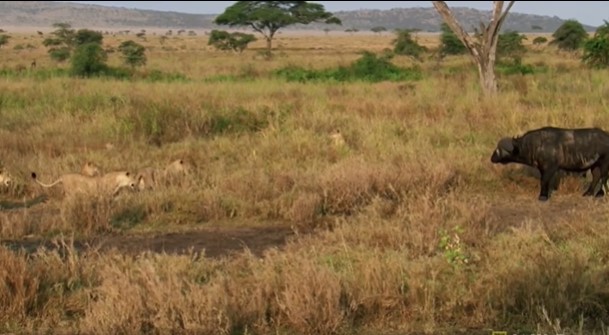 Clip: Cuộc đi săn trâu rừng tiết lộ ‘chìa khóa thành công’ của sư tử