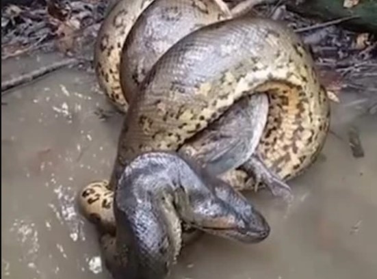 Clip: Khoảnh khắc cái ôm thần chết của trăn Anaconda với cá sấu Caiman