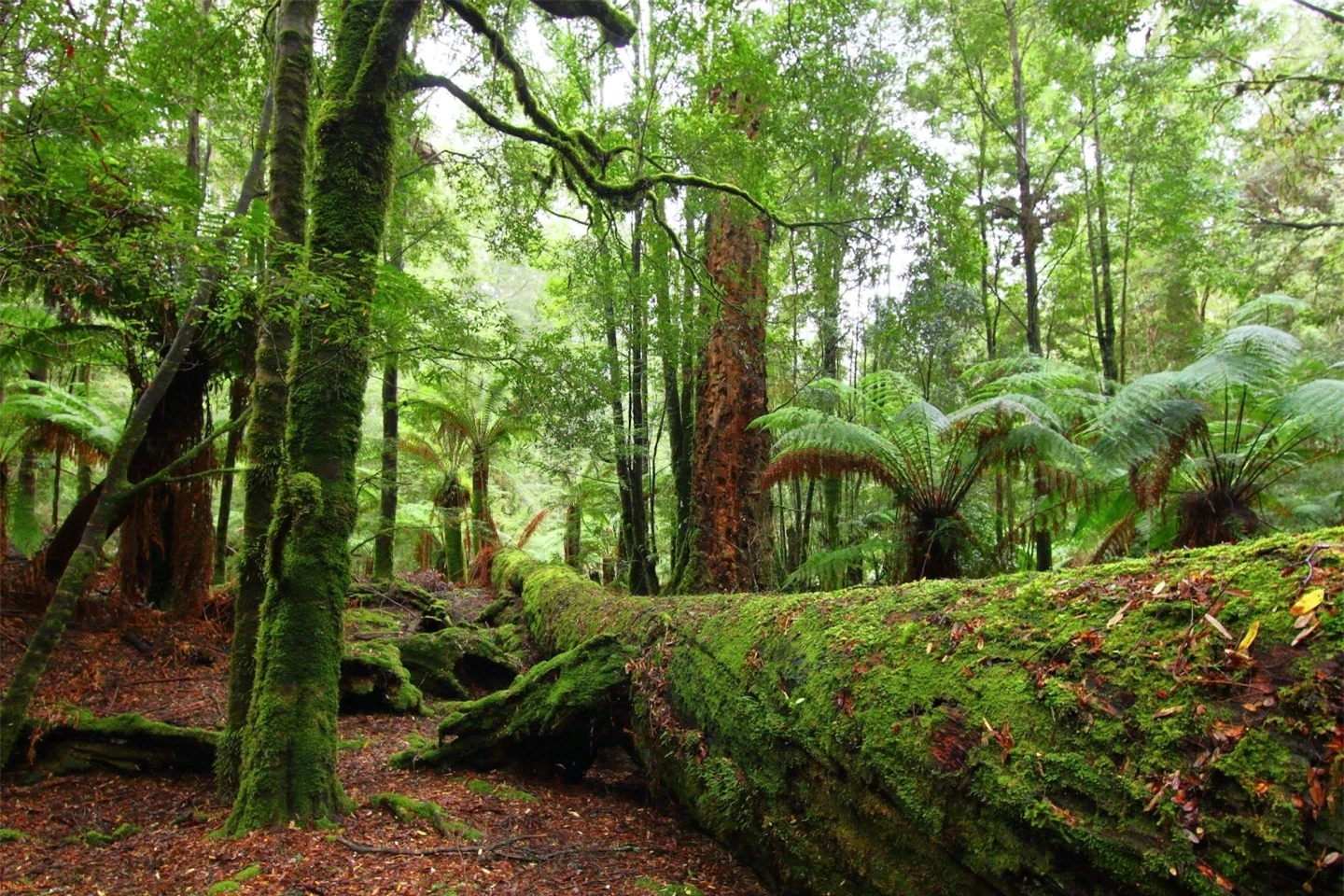 10 khu rừng cổ đại tuyệt đẹp còn tồn tại trên thế giới- Ảnh 1.