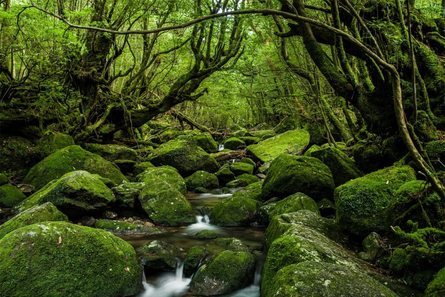 10 khu rừng cổ đại tuyệt đẹp còn tồn tại trên thế giới- Ảnh 3.