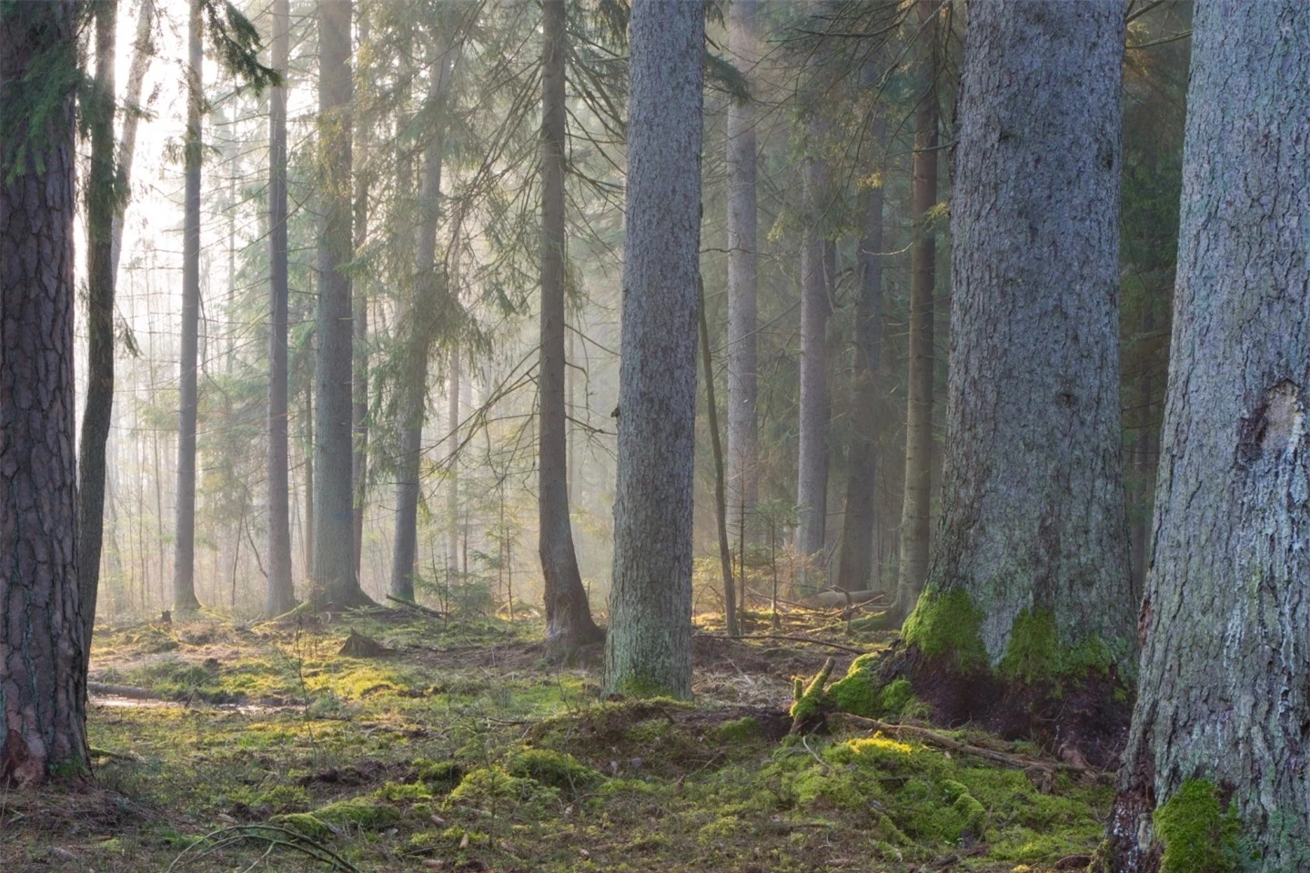 10 khu rừng cổ đại tuyệt đẹp còn tồn tại trên thế giới- Ảnh 7.