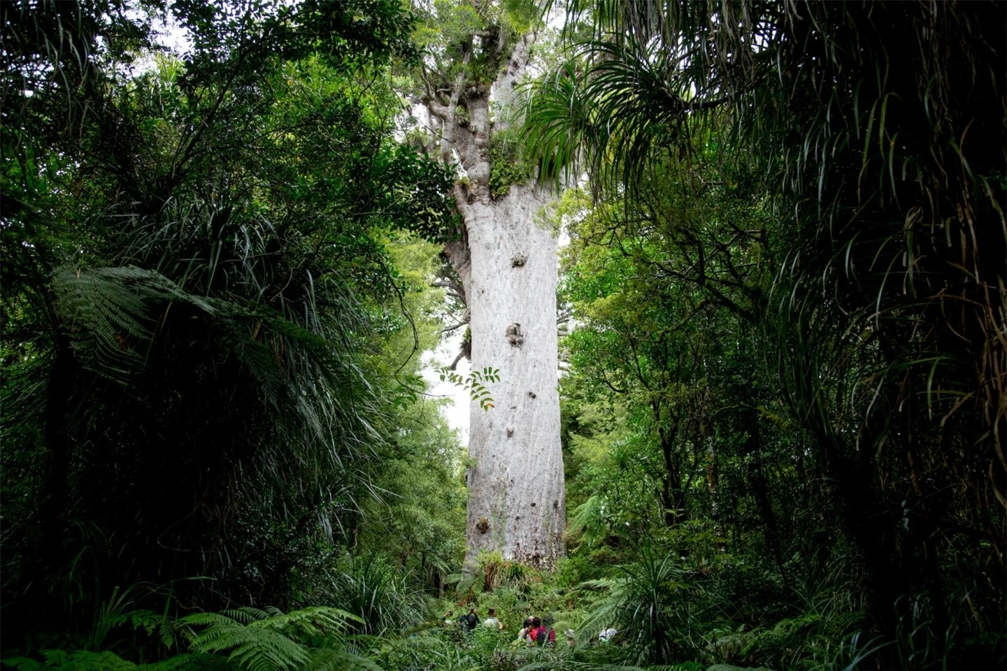 10 khu rừng cổ đại tuyệt đẹp còn tồn tại trên thế giới- Ảnh 8.