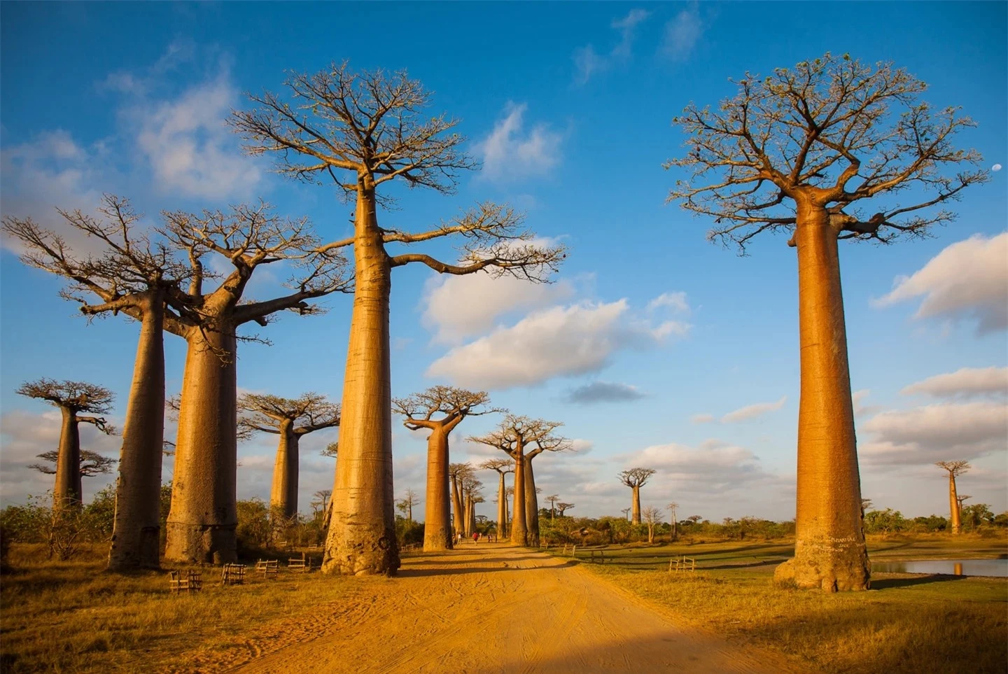 10 khu rừng cổ đại tuyệt đẹp còn tồn tại trên thế giới- Ảnh 10.