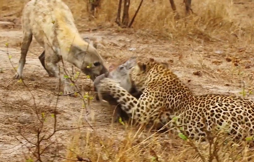 Clip: Lợn rừng bị "giằng xé" bởi linh cẩu và báo hoa mai