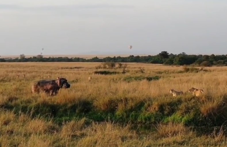 Clip: Hà mã bị bao vây bởi một đàn sư tử