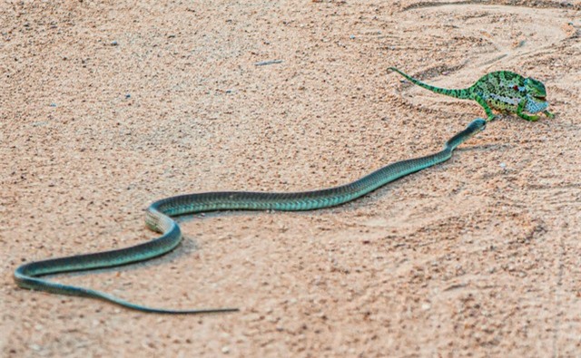 Rắn lục Boomslang và đối thủ. Rắn lục Boomslang và đối thủ.