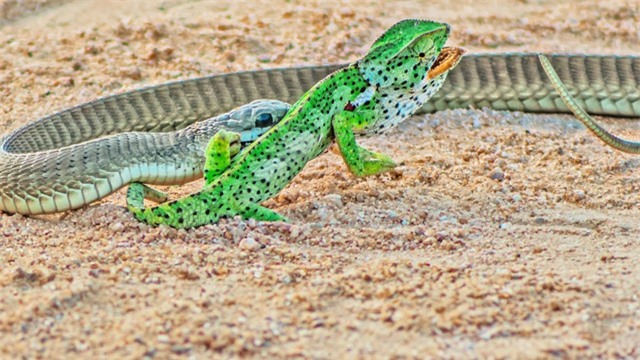 Con mồi gần như không có "cửa" trước rắn lục Boomslang. Con mồi gần như không có "cửa" trước rắn lục Boomslang.
