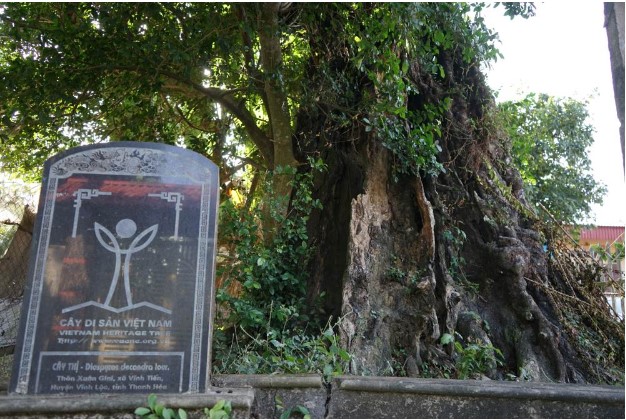 2 cây thị hơn 600 tuổi ở Thanh Hóa: Cao hơn 20m, được dân làng trông coi kỹ càng, xem như ‘báu vật’