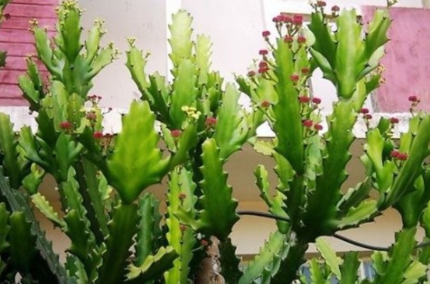 4 loại cây chặn đứng tài lộc không nên trồng trong nhà