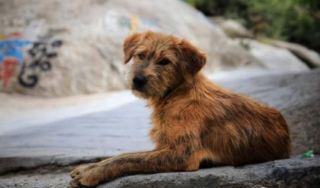 Trước khi chết, tại sao chó lẻn trốn chủ bỏ nhà đi? Sự thật không đơn giản, sự khôn ngoan cuối cùng của động vật