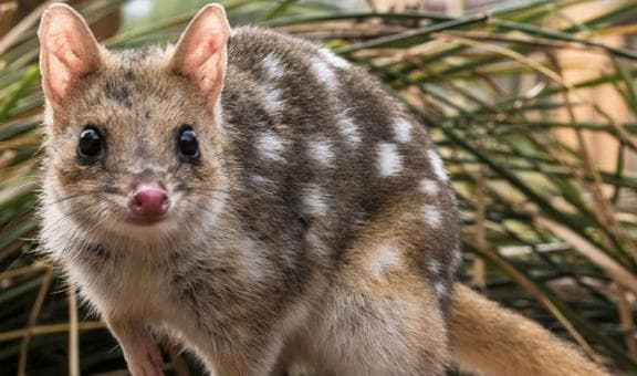 Loài động vật ăn thịt giao phối cho đến khi chết mới thôi! Tại sao lại lạ vậy?