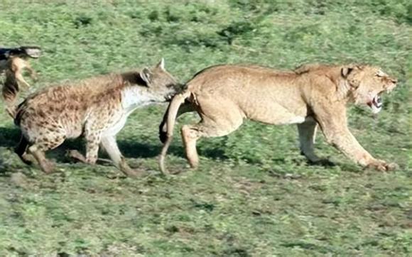 Bí mật hành vi đào hậu môn của động vật: Tại sao linh cẩu đốm lại đào hậu môn của động vật khác?