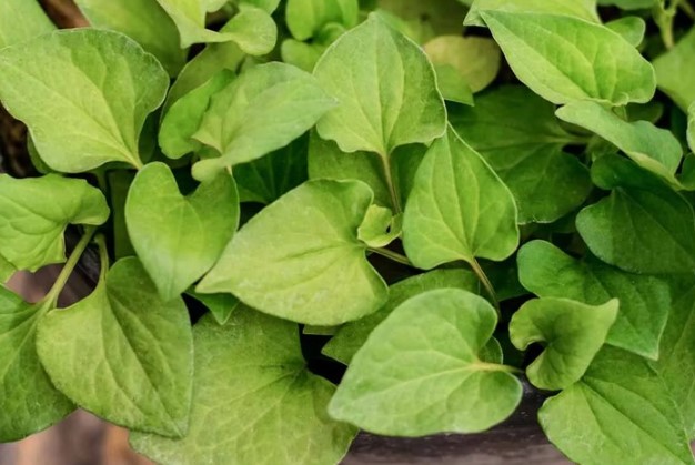 Tác dụng kinh ngạc của diếp cá với sức khỏe