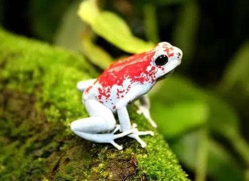 Ếch phi tiêu độc là một trong những loài động vật độc nhất trên thế giới, vậy tại sao mọi người lại nuôi nó như thú cưng?