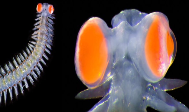 Loài giun biển kỳ lạ có đôi mắt nặng gấp 20 lần trọng lượng cơ thể, có thể làm thiết bị liên lạc