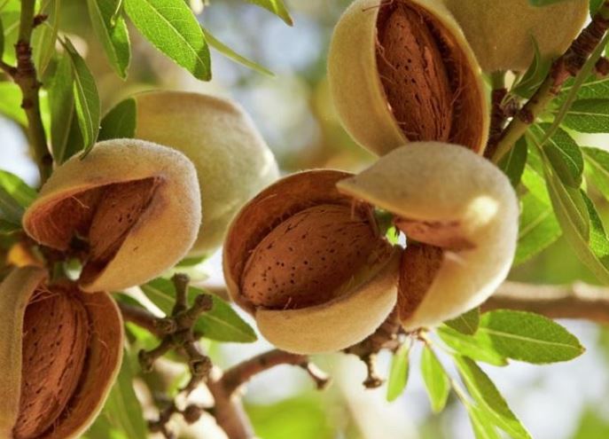 Món ăn có tác dụng chống nắng và tia cực tím, giúp phụ nữ xinh đẹp, trẻ lâu trong mùa hè