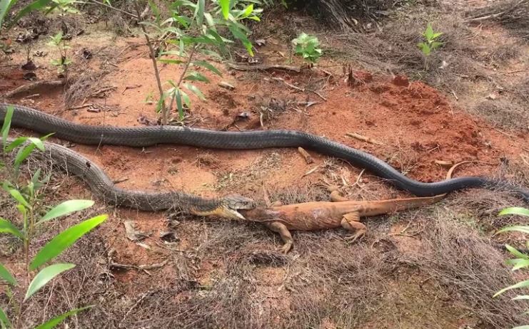 Rắn hổ mang chúa: "Hung thần" của loài bò sát