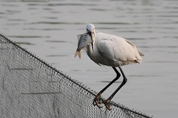 Làm thế nào để các loài động vật ăn cá trong tự nhiên tránh bị hóc xương? Chúng có thủ đoạn gì?