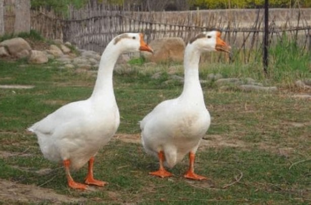 Tại sao rắn sợ ngỗng? Sức chiến đấu của ngỗng mạnh đến mức nào? Sự thật nằm ngoài trí tưởng tượng của bạn