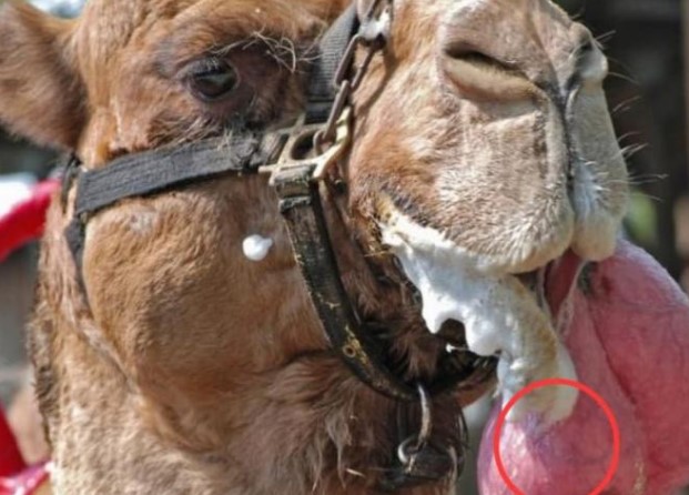 Những 'quả bóng hồng' phòi ra từ miệng lạc đà có tác dụng gì? Sự thật khó tin