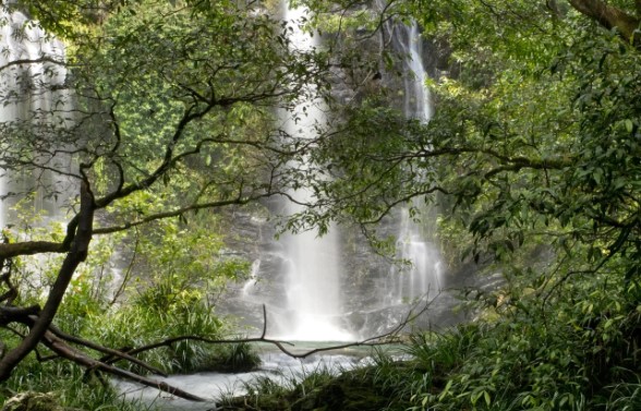 10 khu rừng cổ đại tuyệt đẹp còn tồn tại trên thế giới