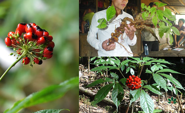 Hé lộ về báu vật đại ngàn, là ‘quốc bảo’ Việt Nam: Quý nhất thế giới, vừa xảy ra vụ trộm chấn động