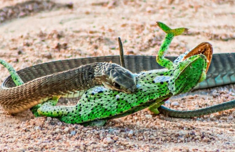 Một trong những loài rắn độc nhất châu Phi "thân chinh" hạ gục đối thủ giữa đường