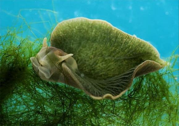Là loài động vật duy nhất có thể quang hợp, ăn ánh sáng mặt trời và sống cộng sinh với rong biển