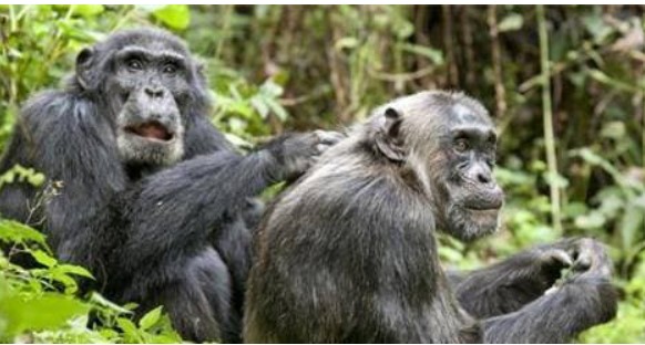 AIDS có nguồn gốc từ tinh tinh, vậy nó đã lây sang người như thế nào? Sự thật sẽ lật đổ trí tưởng tượng của bạn