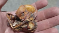 Lại thấy bộ xương nghi 'người ngoài hành tinh sơ sinh' tại Mexico, hình dáng kỳ dị làm dậy sóng