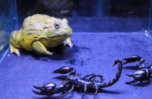 Clip: Bọ cạp ở trong miệng ếch yêu tinh vẫn liên tục dùng đuôi đâm vào mắt kẻ thù, kỳ tích có xuất hiện?