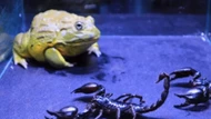 Clip: Bọ cạp ở trong miệng ếch yêu tinh vẫn liên tục dùng đuôi đâm vào mắt kẻ thù, kỳ tích có xuất hiện?